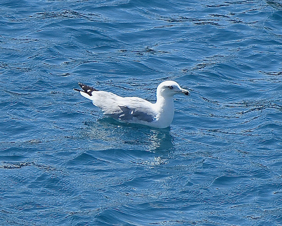 great black-headed gull